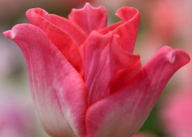 Tulipa Crown of Dynasty ® (4)